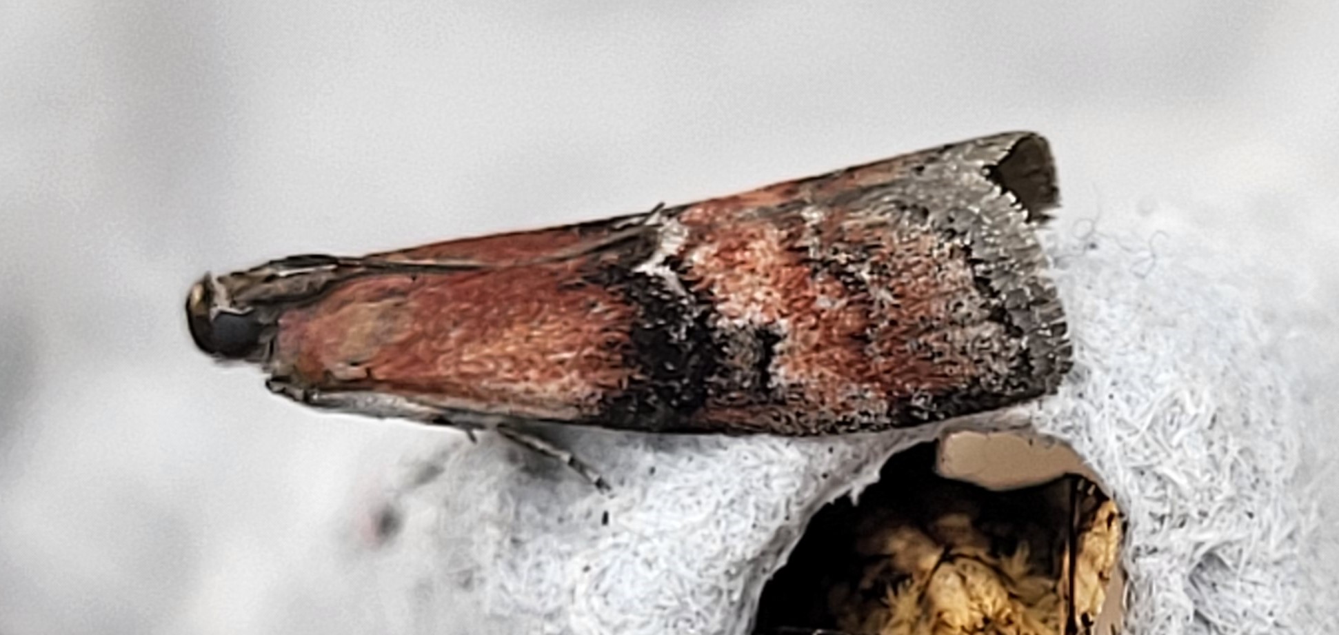Photo of Beautiful Knot-horn (Rhodophaea formosa)